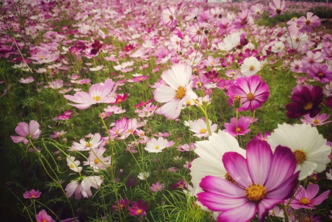 黄石周边一日游网红打卡地,黄石市爬山散步