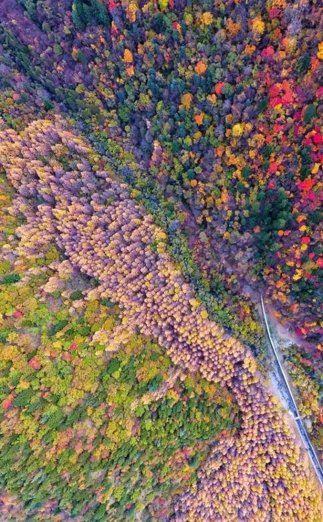 秋天的川西彩林,川西彩林最佳观赏地点