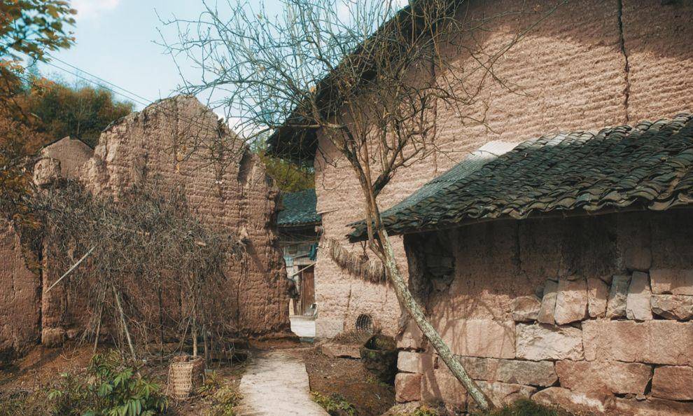 竹子的优点有哪些,竹子很有营养吗