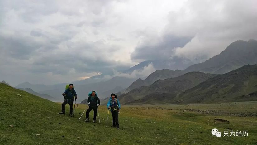 博格达雪莲,博格达天山雪莲