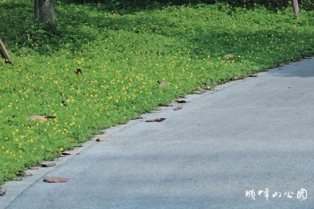 满城尽带黄金甲!在佛山,就能感受秋日童话的浪漫