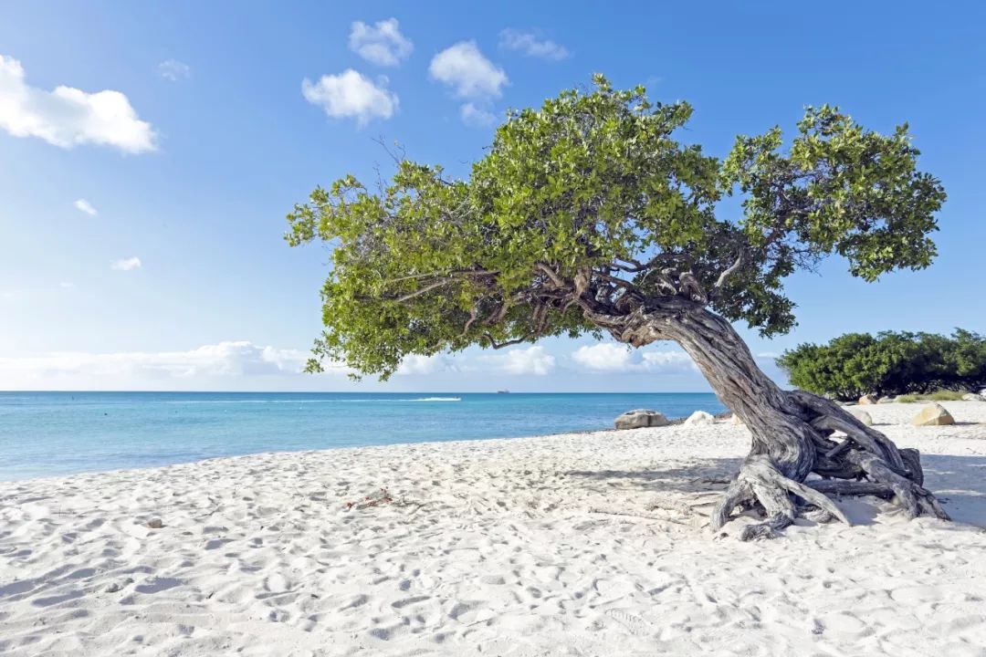 lonelyplanet2021最佳旅行清单,lonelyplanet旅行指南系列旧金山