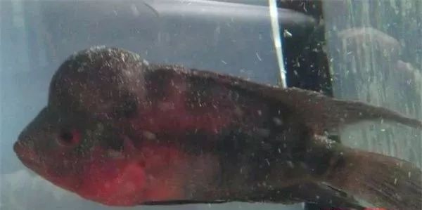 白点病的治疗方法,鱼白点病的治疗方法