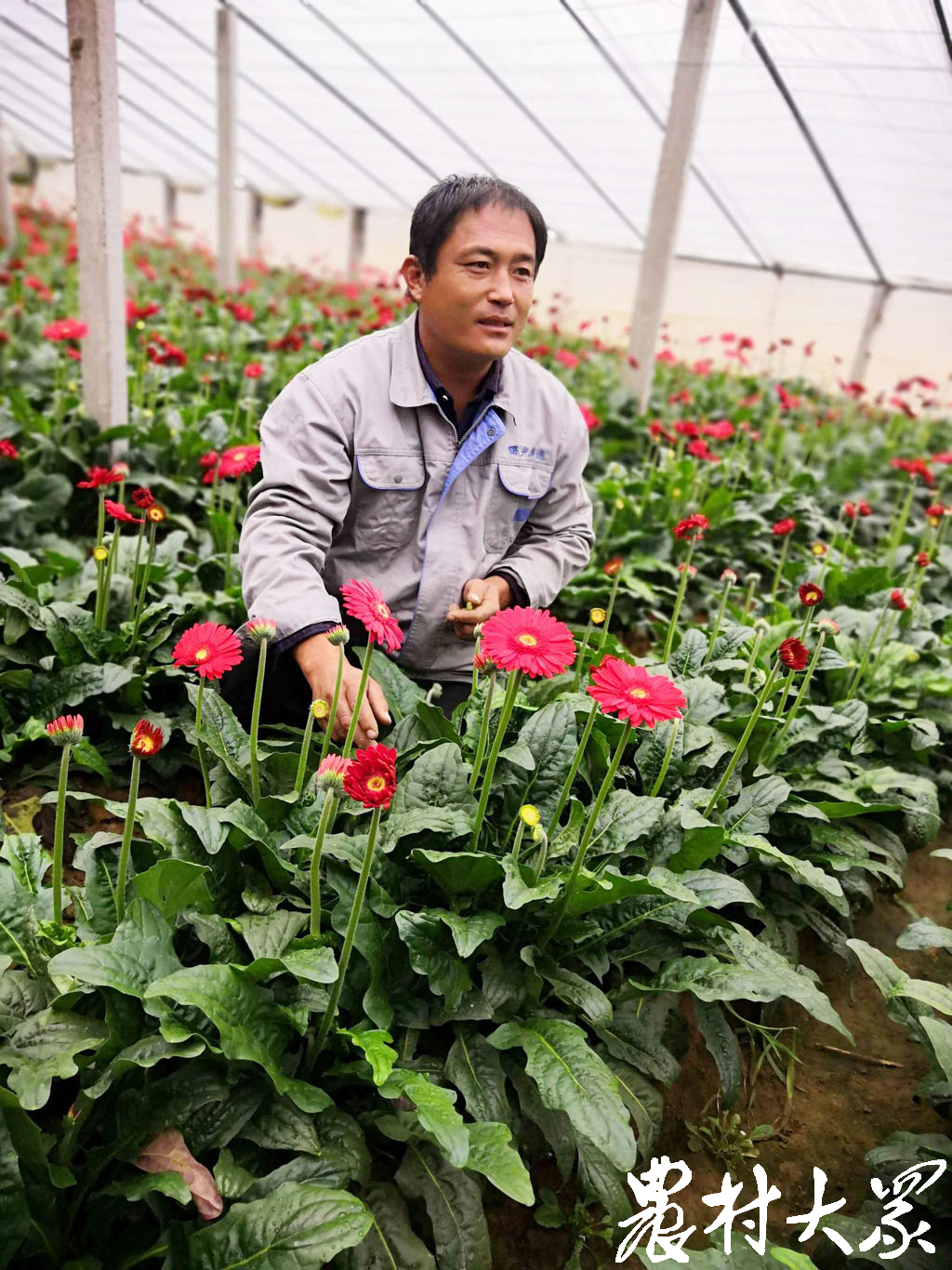 思路一变，致富路宽，6户村民菜地改种非洲菊收益喜人