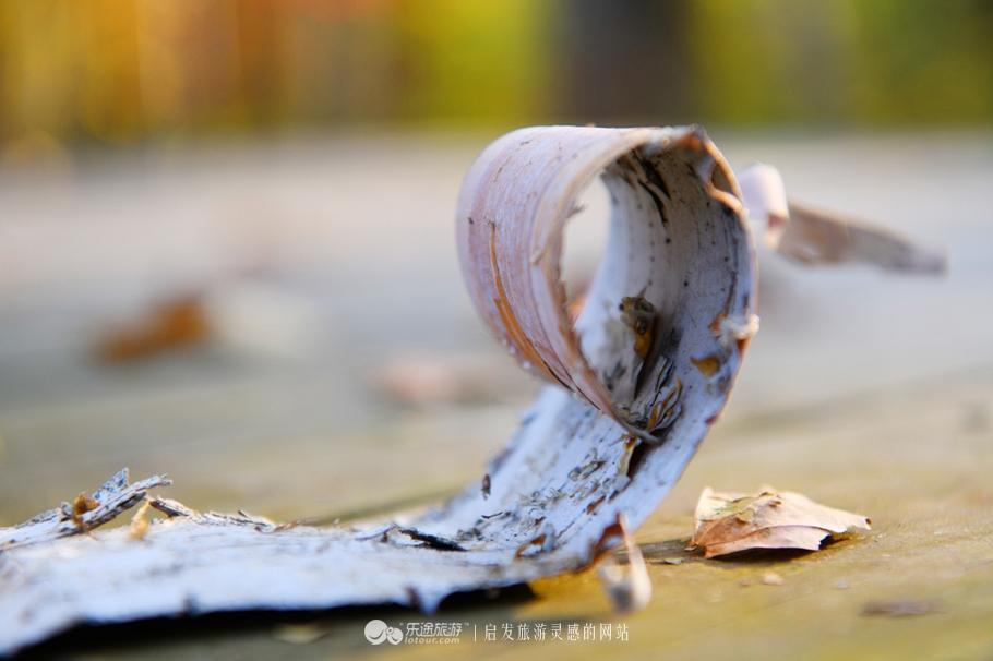 落英缤纷的是叶子还是凄美？