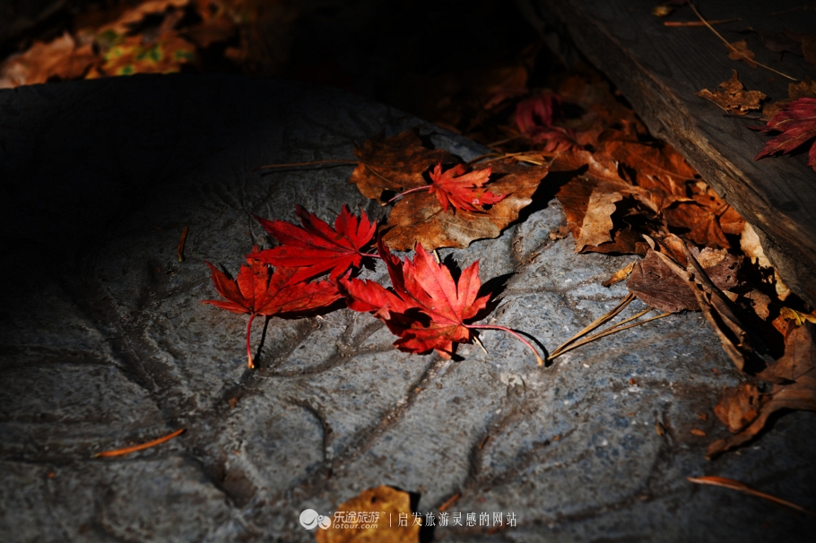 落英缤纷的是叶子还是凄美？