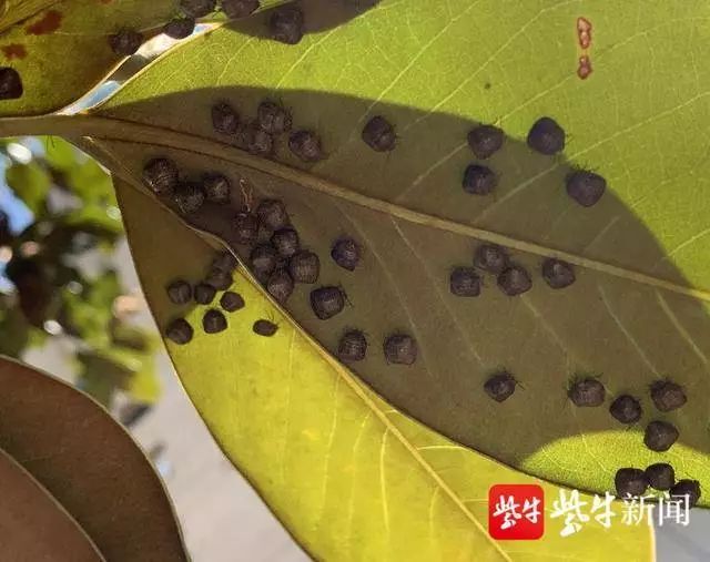 小区楼里面全是小蜈蚣一样的臭虫,家中发现多只臭虫