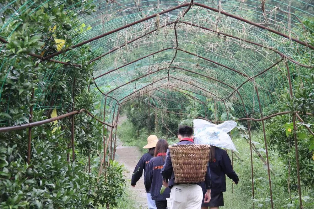 重庆乡村振兴大赛,重庆乡村振兴创业大赛