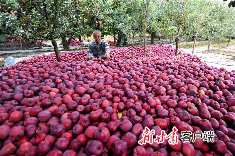 陇南礼县苹果产业,礼县苹果供应链