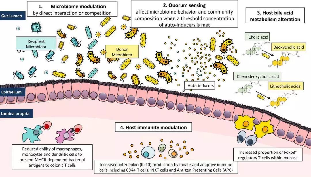 10月，33篇必读微生物研究：癌症、微生物药物、脑肠轴、皮肤-肠道轴、共生病毒、阴道微生物、菌群免疫互作、肠道黏液、粪菌移植