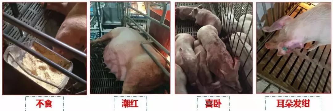 今年养猪业流行一个词语“拔牙行动”，那么什么是拔牙？如何拔？