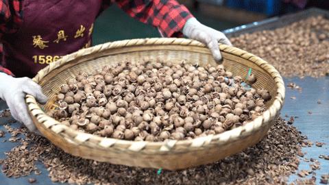 正宗非手剥山核桃,非常好吃又好剥的野生山核桃