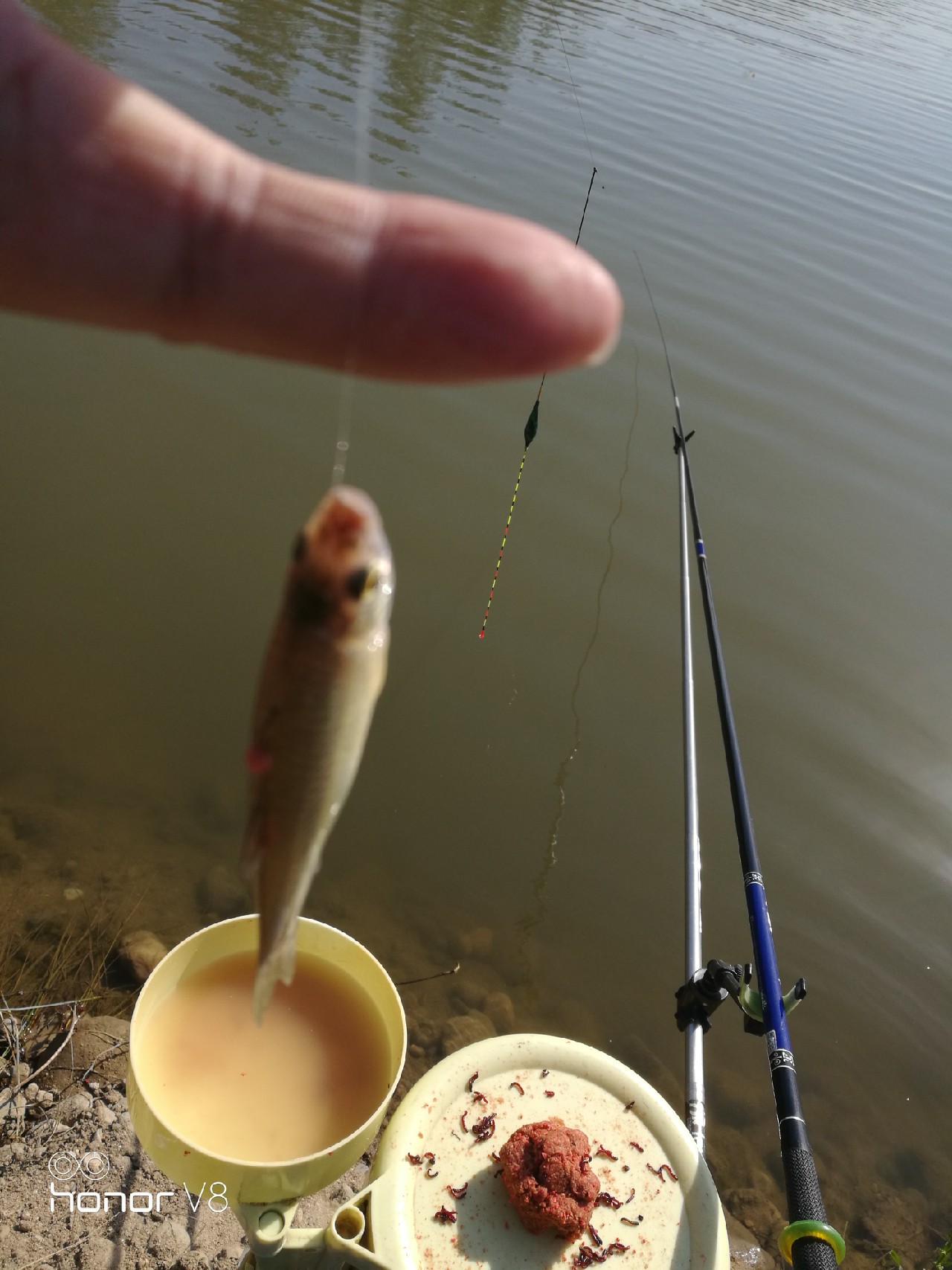 初春野河钓小杂鱼,野钓避杂鱼