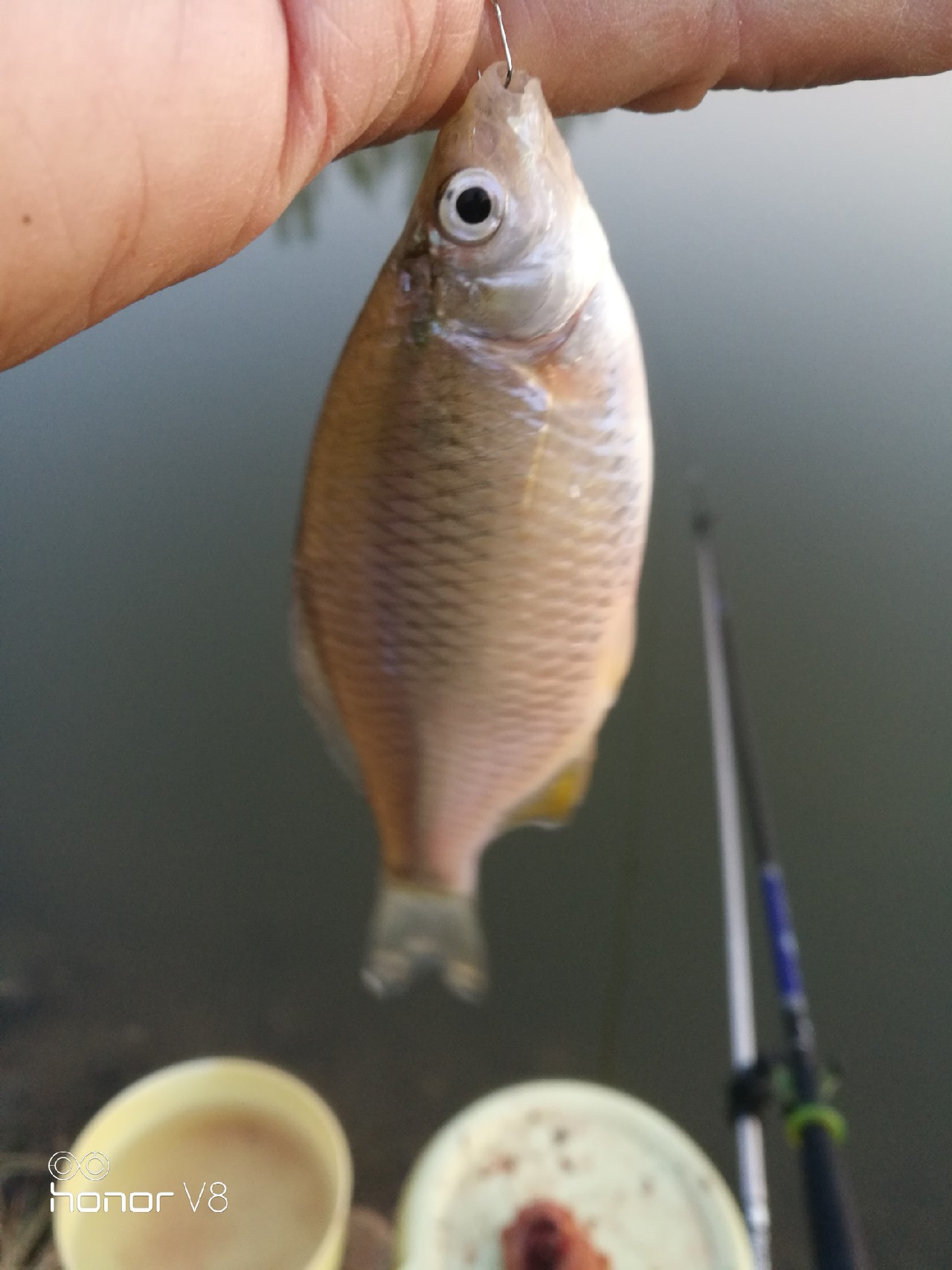 初春野河钓小杂鱼,野钓避杂鱼