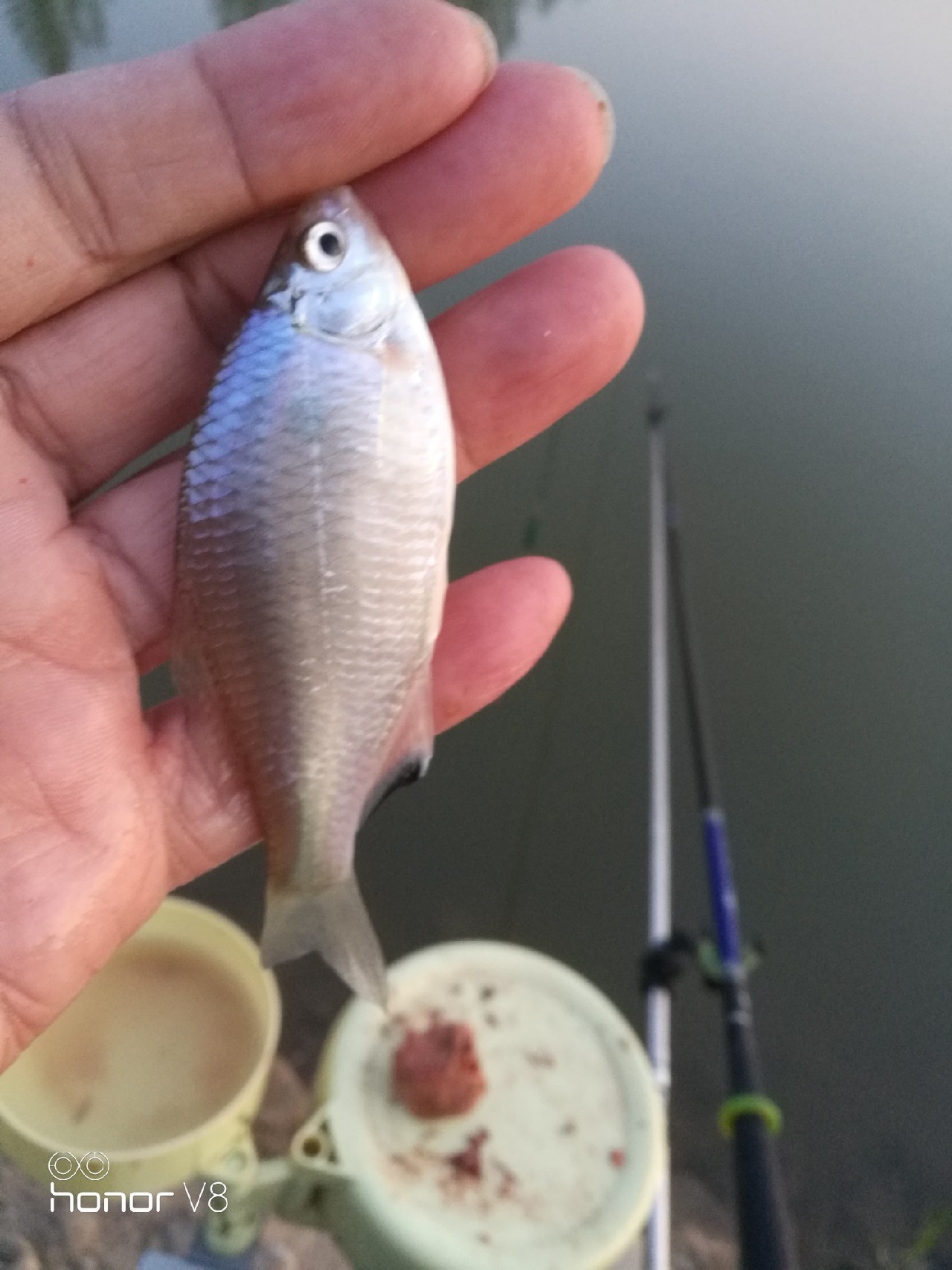 初春野河钓小杂鱼,野钓避杂鱼