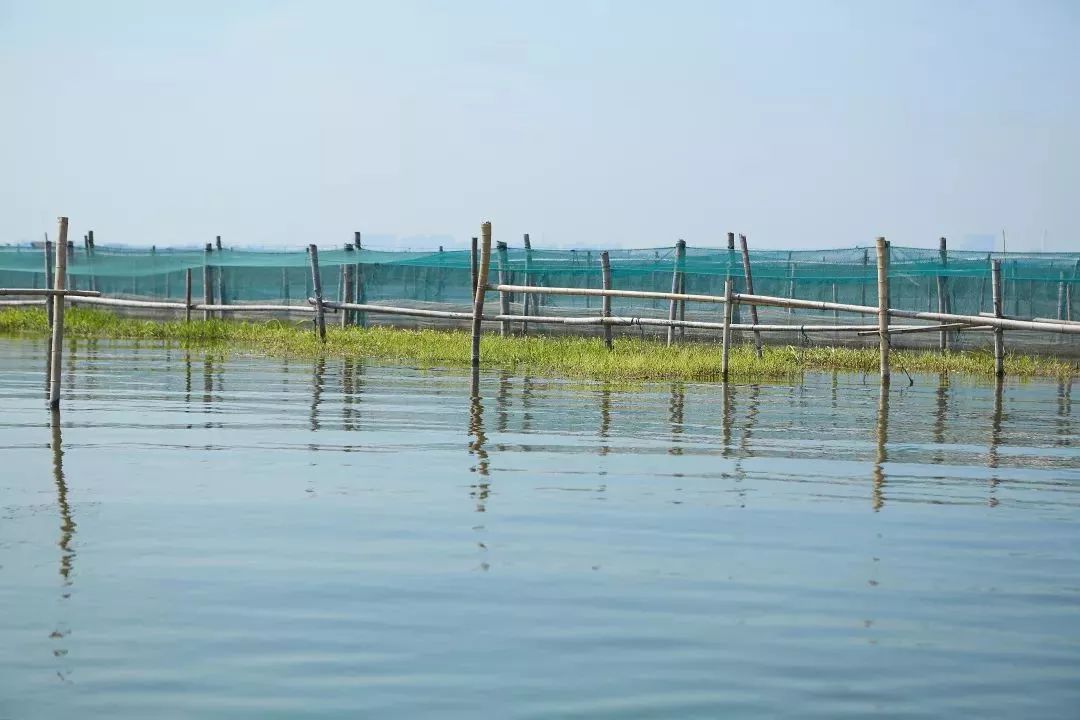 阳澄湖大闸蟹流黄,阳澄湖大闸蟹几月份吃最好吃