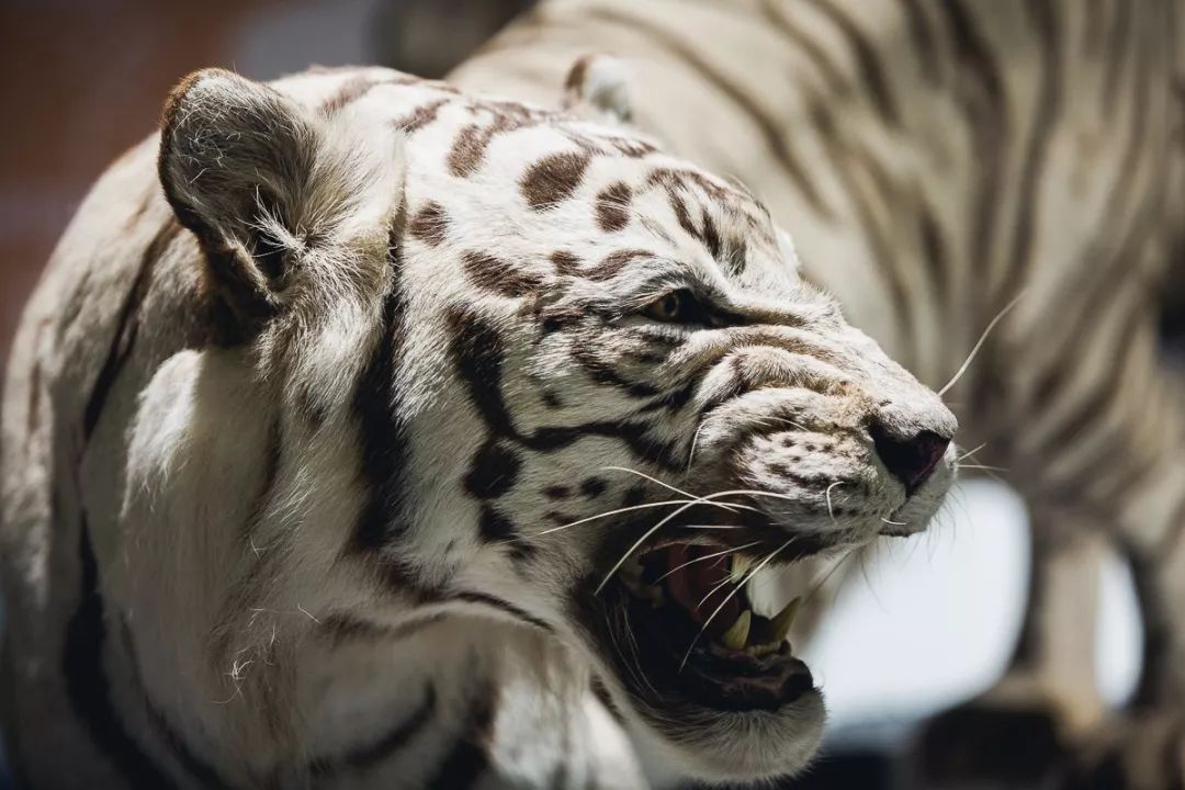 成都339最新消息今天,成都339还能上去吗