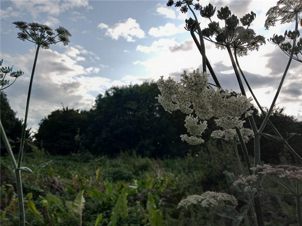 摩托罗拉e6plus,摩托罗拉motoe6plus真机图曝光