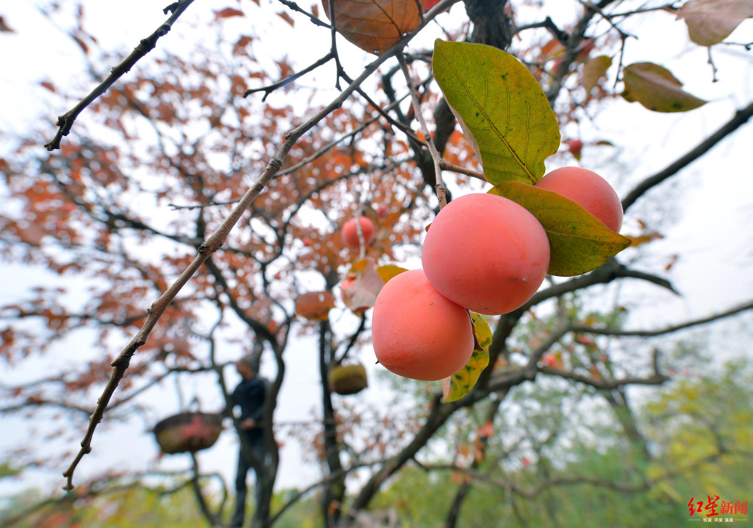 火晶柿子采摘工月薪3万新闻,火晶柿子采摘园