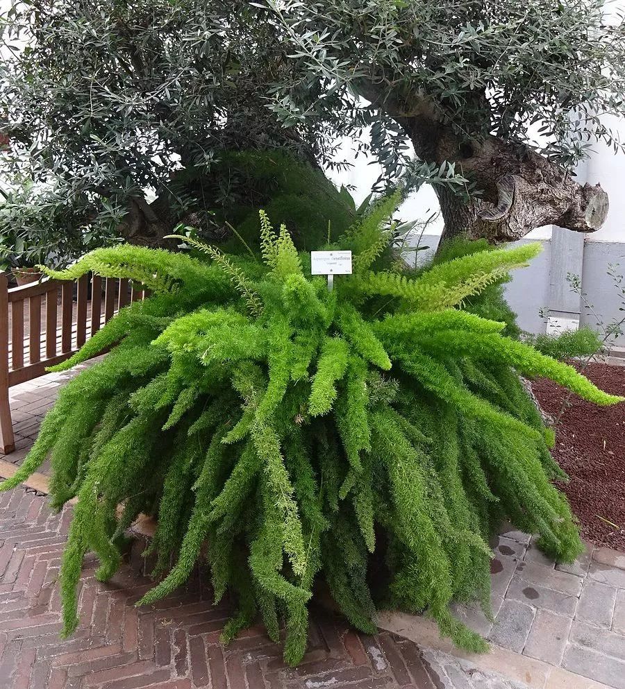 芦笋像竹子,芦笋是竹子的笋吗