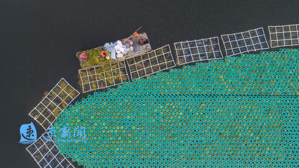 青浦水生植物养护措施,野塘净化水质水生植物