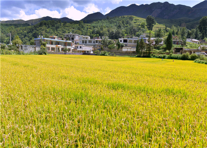 曹振华富源,富源金城路曹振华