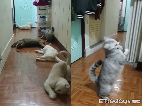 5条海参陷毒窟！握住糖果袋鼠跳