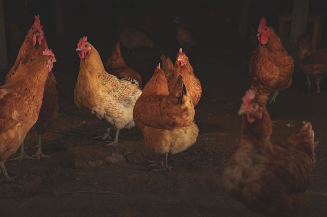 合肥的肥是什么肥,合肥最富的是哪个县