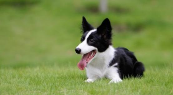 世界上哪只宠物狗最听话,哪一种宠物狗最可爱最听话最好养