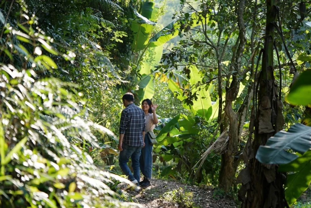 认识下广东人从小吃到大的宝藏水果,像冬季里清甜的山泉
