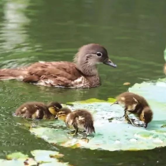 趣读丨旧时苏州人「养宠物」极简史，不只是吸猫遛狗