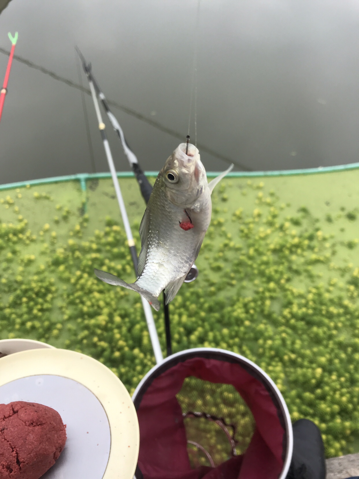 野钓垂钓实录,野钓钓鱼视频实战