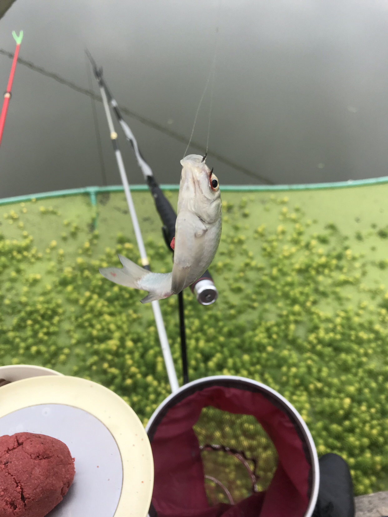 野钓垂钓实录,野钓钓鱼视频实战