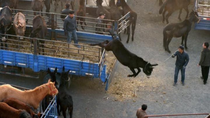 驴肉火烧在国外怎样,外国驴肉火烧