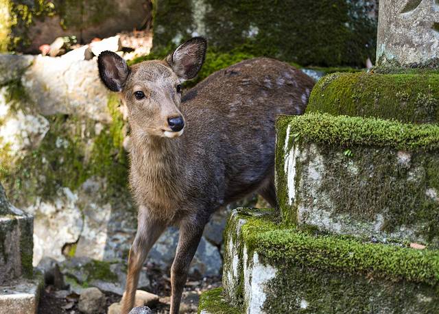 15天关西自由行,日本关东7日自由行