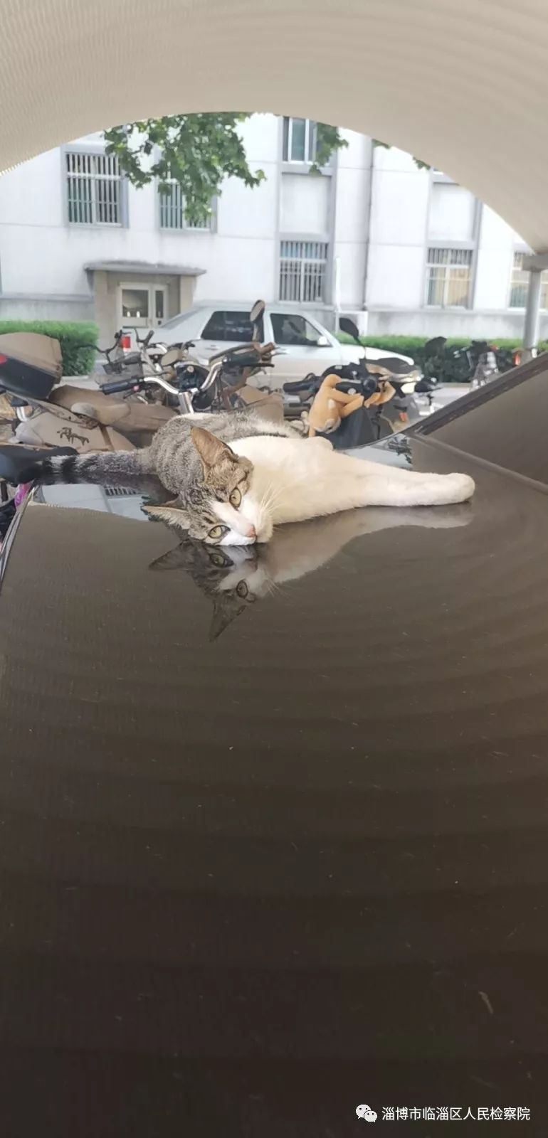 我是一只猫直播,我是一只猫现场