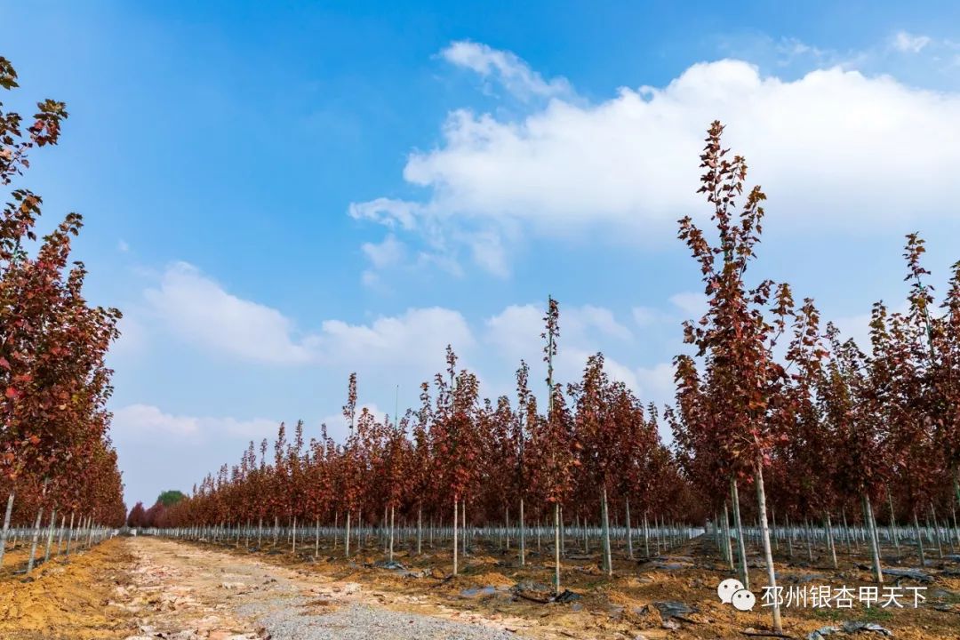 我的家乡发展状况,我的家乡发展有多好