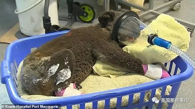 考拉面临功能性灭绝英语答案,导致考拉功能性灭绝的主要原因是