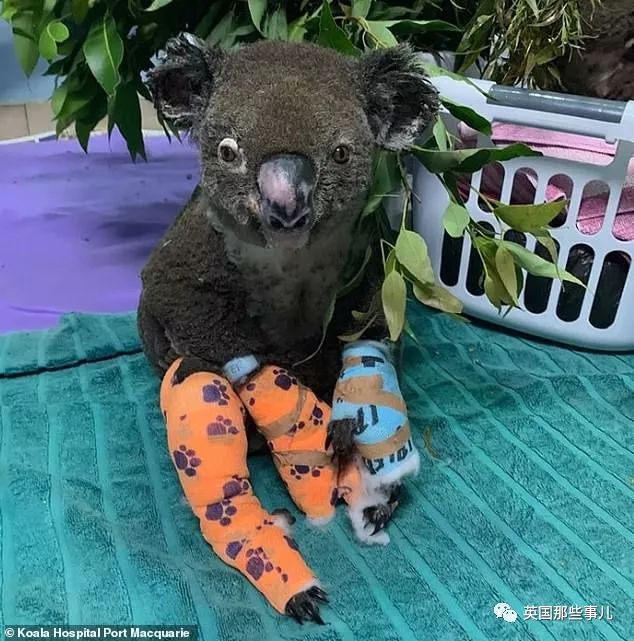 考拉面临功能性灭绝英语答案,导致考拉功能性灭绝的主要原因是