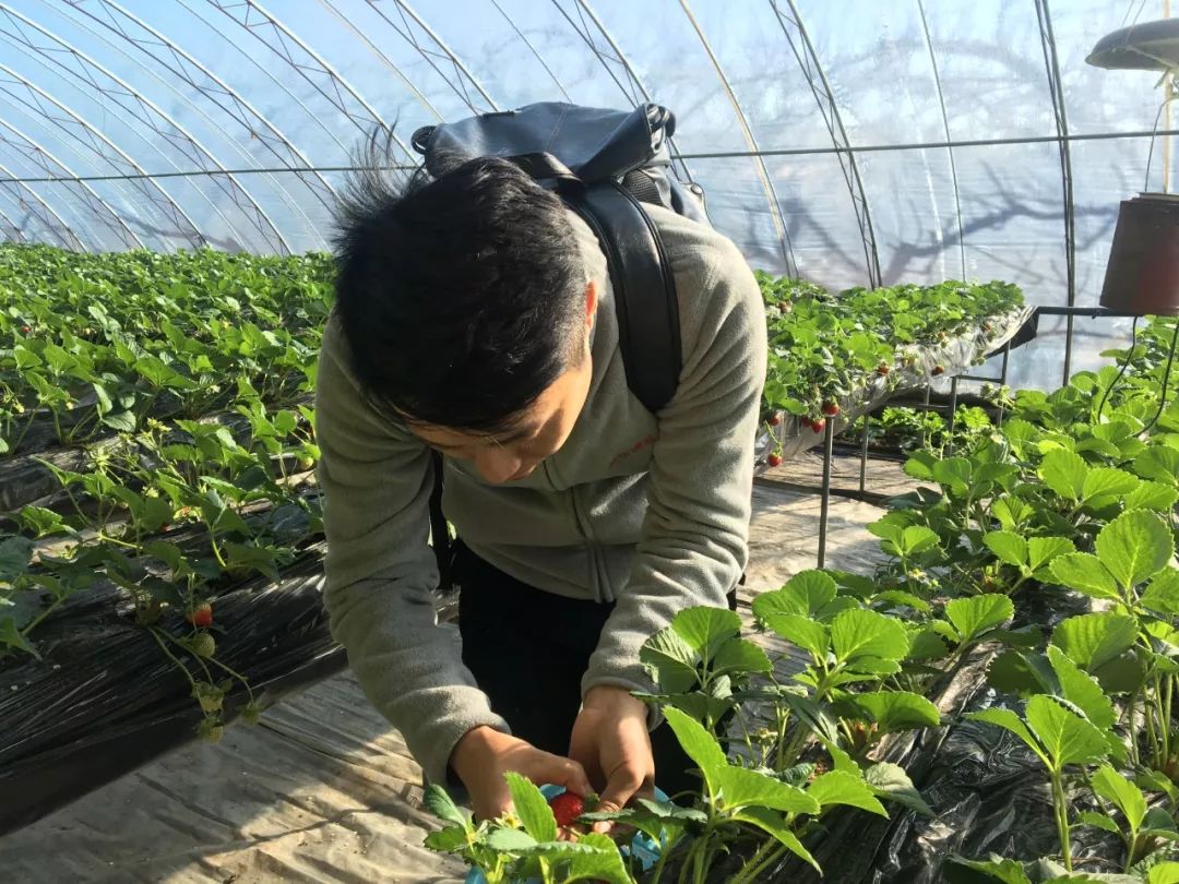 北京昌平草莓哪两个季节上市,昌平草莓什么时候熟