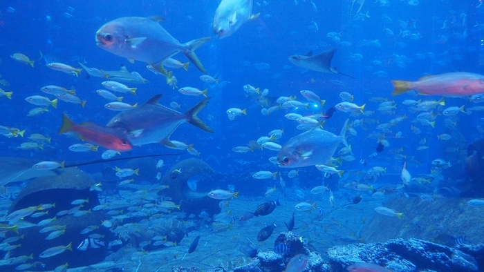 奥林巴斯em5一代拍摄效果,奥林巴斯em5mark3拍照样张