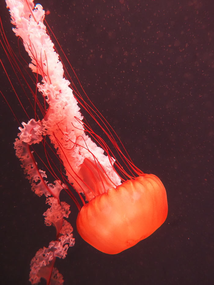 奥林巴斯em5一代拍摄效果,奥林巴斯em5mark3拍照样张