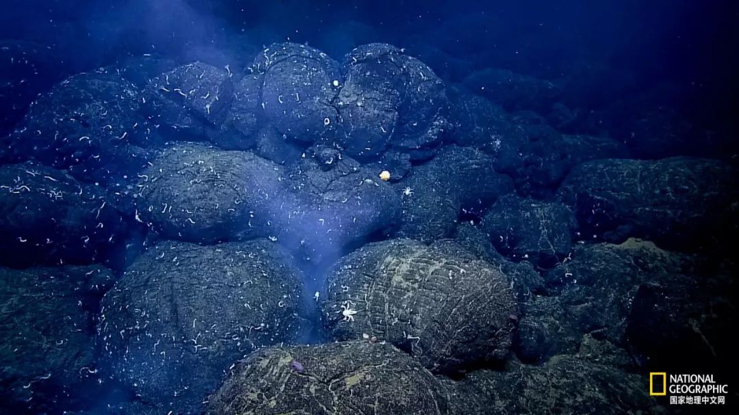 外星生物会长什么样子,外星生物真的存在吗