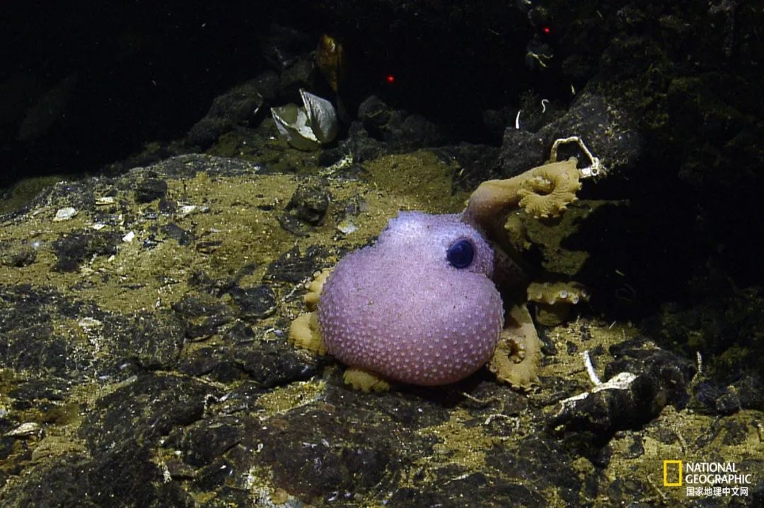 外星生物会长什么样子,外星生物真的存在吗