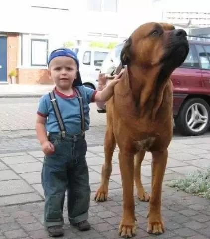 十大巨型犬种,10种大型犬