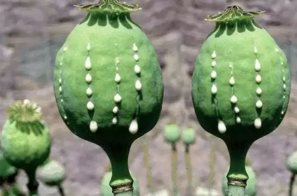 吸毒亚文化对社会的危害,吸毒的由来