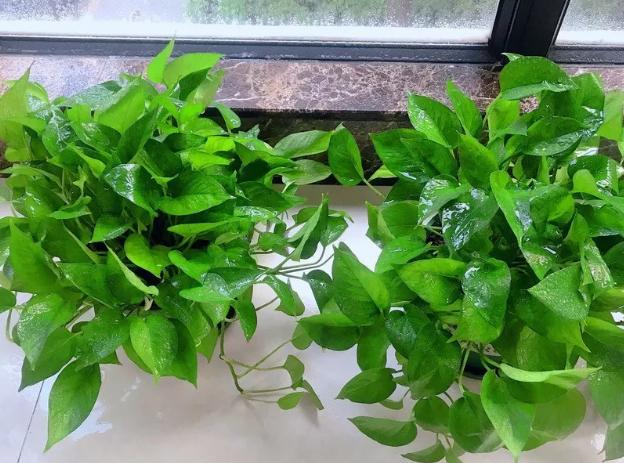 绿萝有毒吗养在家里对身体有害吗,绿萝有毒吗是否适合养在卧室