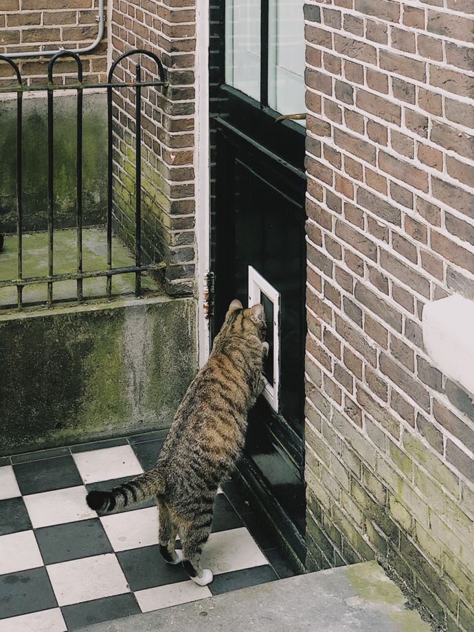 各种猫咪的博物馆,猫咪博物馆都有哪些猫