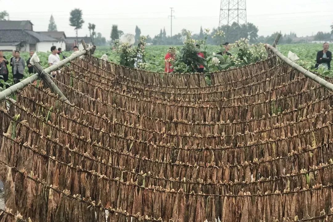 浓浓古典意蕴，孕育千年相思树！什邡这个小镇真的很美