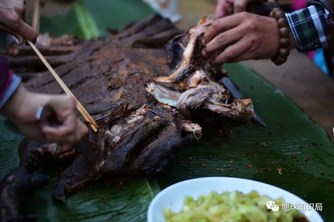 我们常吃的猪都是从哪儿来演化的,猪是从哪里来的